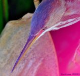 DSC_5787_001.JPG