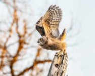 OwletFirstFlight-612.jpg