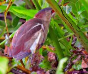 DSC_5825_001.JPG