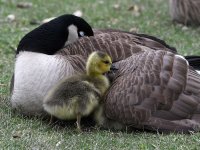 Gosling2.jpg