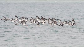 Skimmers-613.jpg