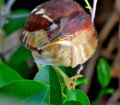 DSC_5970_001.JPG