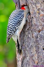 DSC_5998_001.JPG