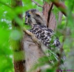 DSC_6025_001.JPG