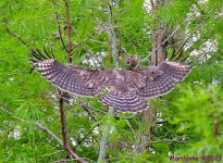 DSC_6031_001.JPG