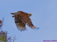 DSC_6035_001.JPG