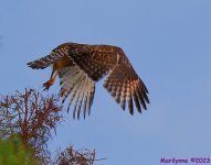 DSC_6033_001.JPG