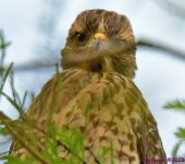 DSC_6051_001.JPG