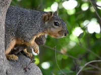 Squirrel2.jpg