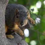 Squirrel3.jpg