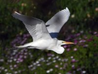 Egret.jpg