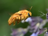 CarpenterBee3.jpg
