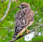 DSC_6071_001.JPG
