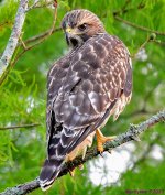 DSC_6074_001.JPG