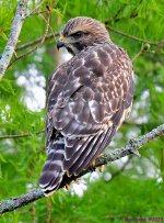 DSC_6094_001.JPG