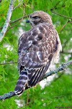 DSC_6101_001.JPG
