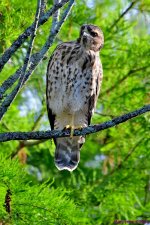 DSC_6136_001.JPG
