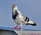 DSC_6147_001.JPG