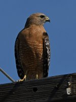 Hawk4.jpg