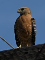 Hawk6.jpg