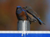 Bluebird5.jpg