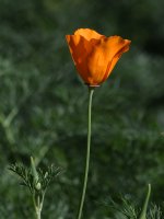 Poppy.jpg
