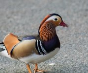 Coloured Duck2.jpg