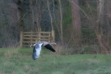 Flying Duck2-1.jpg
