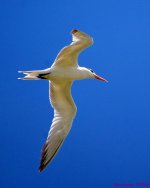DSC_0406_001.JPG