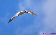 DSC_0407_001.JPG