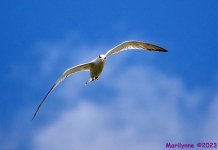 DSC_0410_001.JPG