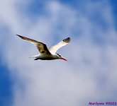 DSC_0413_001.JPG
