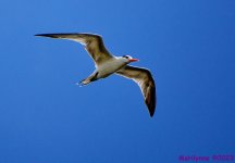 DSC_0420_001.JPG