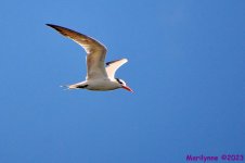 DSC_0426_001.JPG