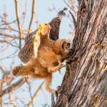 OwlClimbing-613.jpg