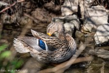 RD5_0607-Mallard Hen.jpg
