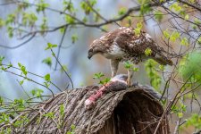 RD5_0418-Juvenile Redtail Hawk with Squirrel.jpg