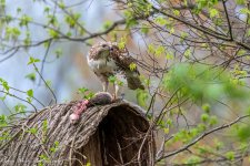 RD5_0423-Juvenile Redtail Hawk with Squirrel.jpg