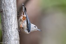 RD5_0911-White Breasted Nuthatch.jpg