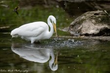 RD5_1273-Egret.jpg