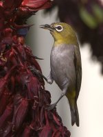 WhiteEye.jpg