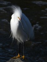 Egret4.jpg