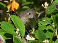 HuttonsVireo2.jpg