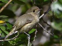HuttonsVireo4.jpg
