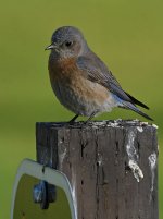 Bluebird2.jpg