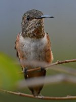 Hummer4.jpg