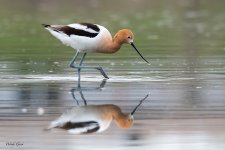 Avocet-614.jpg