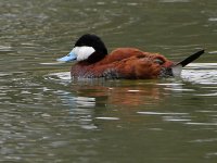 RuddyDuck4.jpg