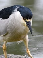 BCNH.jpg