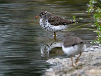 SpottedSandpiper2.jpg